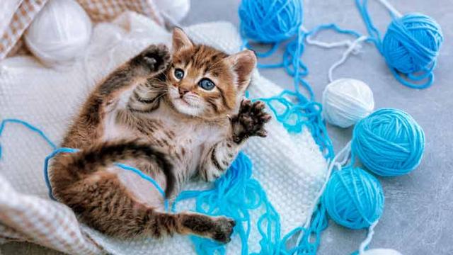 Wie lange dauert es, bis Katzen ausgewachsen sind? Ein Blick auf Rasse und Haltungsbedingungen