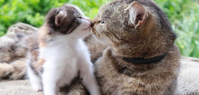 Das Wachstum von Katzen: Eine Frage der Zeit und genetischer Veranlagung