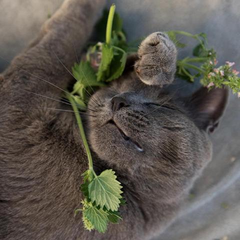 Die verschiedenen Einflüsse auf den Zeitpunkt der Geschlechtsreife bei Katzen Die verschiedenen Einflüsse auf den Zeitpunkt der Geschlechtsreife bei Katzen