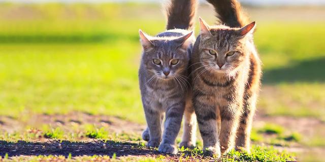 Alles was Sie über die Geschlechtsreife von Katzen wissen sollten Alles was Sie über die Geschlechtsreife von Katzen wissen sollten