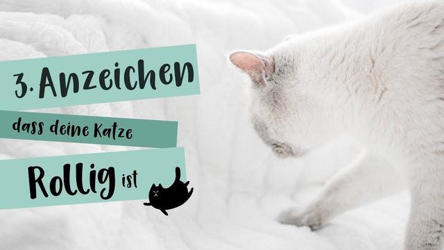 Wann sind Katzen rollig? Alles, was Sie wissen müssen Wann sind Katzen rollig? Alles, was Sie wissen müssen
