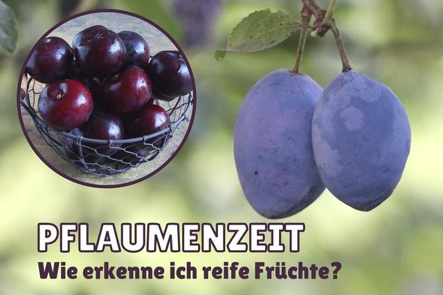 Von Juli bis Oktober: Die verschiedenen Reifezeiten von Pflaumen Von Juli bis Oktober: Die verschiedenen Reifezeiten von Pflaumen