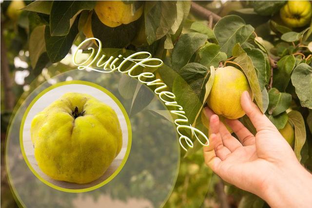 Die optimale Reifezeit für Quitten: So erkennen Sie, wann sie erntereif sind Die optimale Reifezeit für Quitten: So erkennen Sie, wann sie erntereif sind