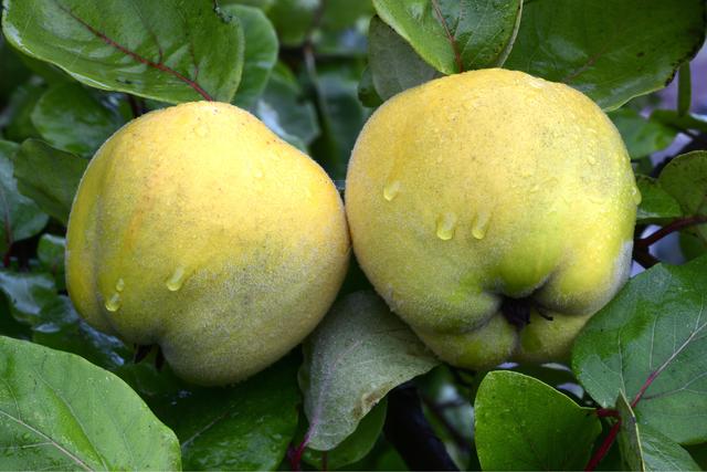 Von grün zu gelb: So erkennen Sie, wann Quitten bereit zur Ernte sind Von grün zu gelb: So erkennen Sie, wann Quitten bereit zur Ernte sind