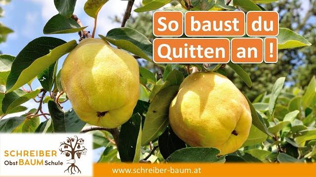 Wann sind Quitten reif zum Ernten? Tipps und Infos zur richtigen Erntezeit Wann sind Quitten reif zum Ernten? Tipps und Infos zur richtigen Erntezeit