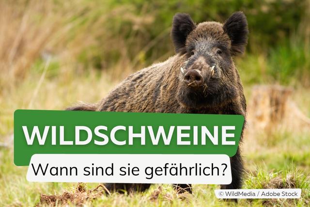 Gefahr im Wald: Wann Wildschweine angreifen und wie man sich verhält