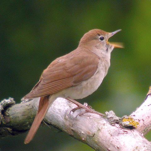 Nachtigallen-Gesang: Eine Spurensuche nach dem richtigen Zeitpunkt