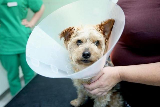 Was du über die Kastration deiner Hündin wissen solltest Was du über die Kastration deiner Hündin wissen solltest