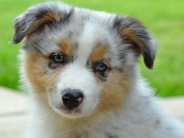 Der richtige Zeitpunkt für die Kastration einer Hündin Der richtige Zeitpunkt für die Kastration einer Hündin