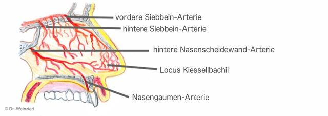 Nasenbluten: Wann ist eine ärztliche Behandlung im Krankenhaus erforderlich? Nasenbluten: Wann ist eine ärztliche Behandlung im Krankenhaus erforderlich?