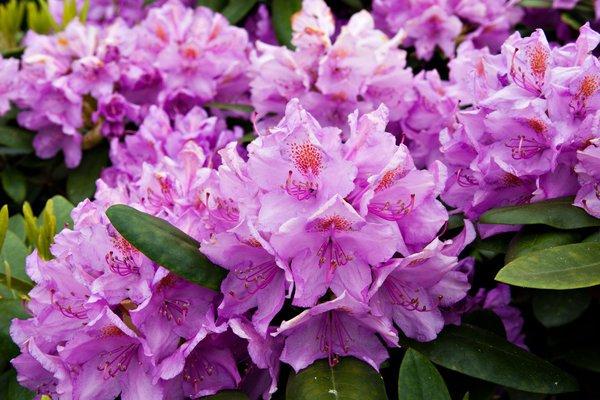 Rhododendron-Düngung: Zeitpunkt und Dosierung beachten Rhododendron-Düngung: Zeitpunkt und Dosierung beachten