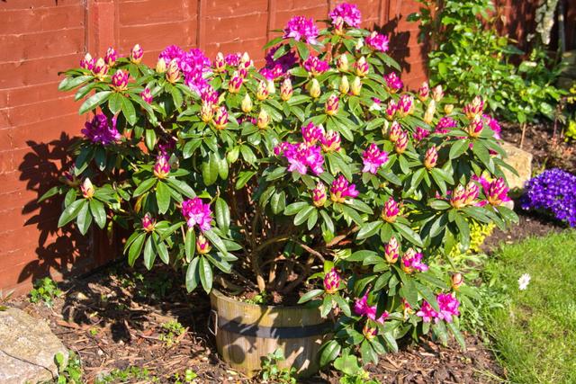 Düngung für gesunde und blühende Rhododendren: Was Sie wissen sollten Düngung für gesunde und blühende Rhododendren: Was Sie wissen sollten