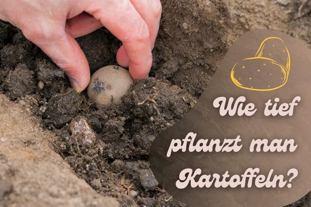 Bis wann sollten Kartoffeln gepflanzt werden?