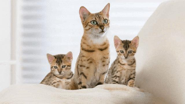 Ab Wann Dürfen Katzen Abgegeben Werden sieuthidonoithat.com