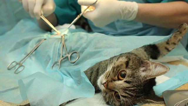 Kastration beim Kater: Ab welchem Alter ist es sinnvoll? Kastration beim Kater: Ab welchem Alter ist es sinnvoll?