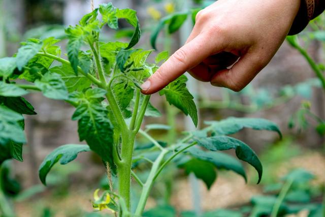 Tomatenpflege: Ab wann sollten Geiztriebe entfernt werden? Tomatenpflege: Ab wann sollten Geiztriebe entfernt werden?