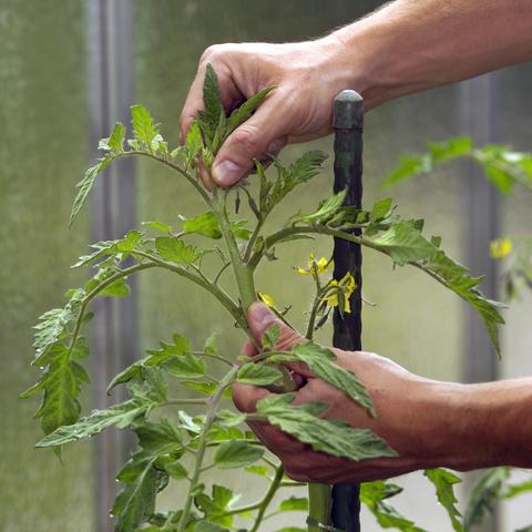 Ausgeizen von Tomaten: Wichtige Schritte für gesunde und aromatische Früchte Ausgeizen von Tomaten: Wichtige Schritte für gesunde und aromatische Früchte