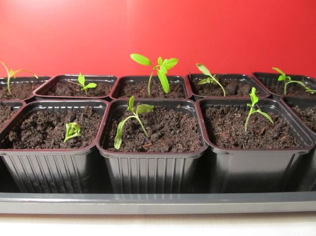 Wie und wann sollten Tomaten umgepflanzt werden? Wie und wann sollten Tomaten umgepflanzt werden?