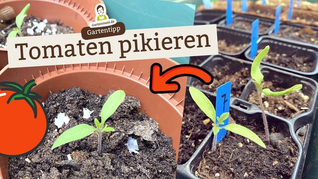 Schritt-für-Schritt-Anleitung: Tomaten richtig pikieren Schritt-für-Schritt-Anleitung: Tomaten richtig pikieren