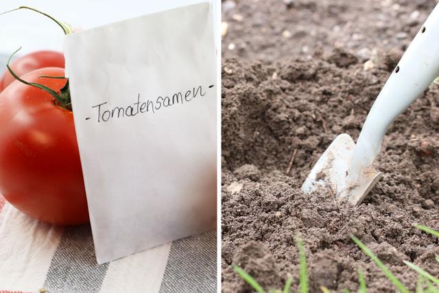 Letzter Aufruf zum Säen von Tomatensamen: Wann ist es zu spät? Letzter Aufruf zum Säen von Tomatensamen: Wann ist es zu spät?