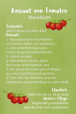 Der optimale Zeitpunkt für die Aussaat von Tomaten Der optimale Zeitpunkt für die Aussaat von Tomaten