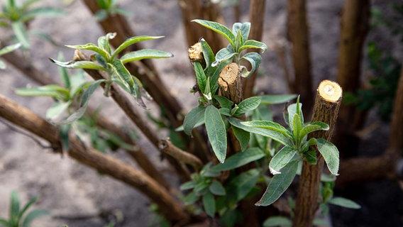 Wann ist der beste Zeitpunkt, um den Sommerflieder zu schneiden? Wann ist der beste Zeitpunkt, um den Sommerflieder zu schneiden?