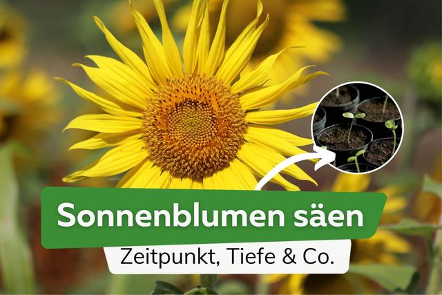 Wann sollte man Sonnenblumen aussäen? Alles, was du wissen musst. Wann sollte man Sonnenblumen aussäen? Alles, was du wissen musst.