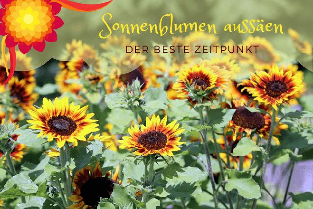 Aussaat von Sonnenblumen: Wann ist der beste Zeitpunkt? Aussaat von Sonnenblumen: Wann ist der beste Zeitpunkt?
