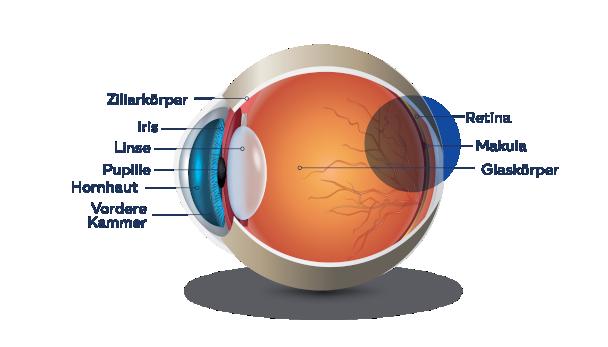 Der beste Zeitpunkt für die Operation bei Grauem Star Der beste Zeitpunkt für die Operation bei Grauem Star