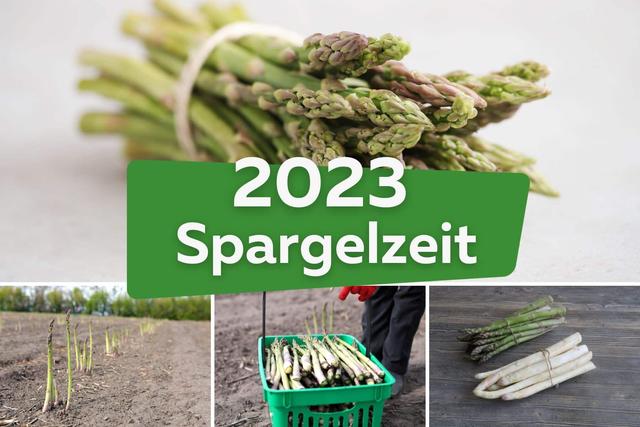 Planung für die Spargelzeit 2023: Wann sollten wir unseren Einkauf einplanen? Planung für die Spargelzeit 2023: Wann sollten wir unseren Einkauf einplanen?