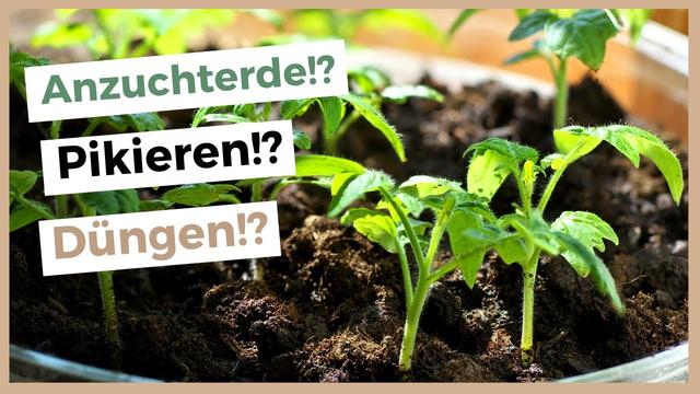 Tomaten aussäen: Erfolgreiche Anzucht im eigenen Garten Tomaten aussäen: Erfolgreiche Anzucht im eigenen Garten