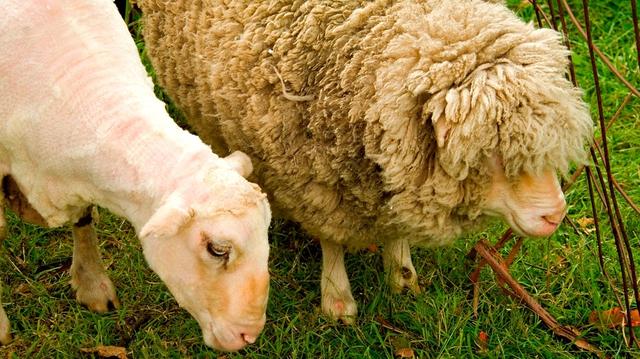 Schafskälte und Bauernregeln: Was erwartet uns im Jahr 2023?