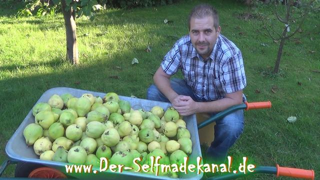 Ab wann kann man Quitten ernten? Ab wann kann man Quitten ernten?