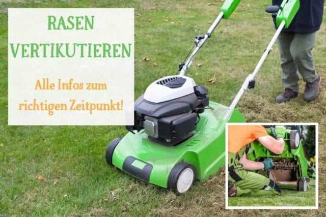 Wann und wie oft sollte der Rasen vertikutiert werden? Expertentipps