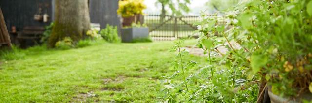 Düngezeitpunkt im Frühjahr: Tipps für eine gesunde Rasenpflege Düngezeitpunkt im Frühjahr: Tipps für eine gesunde Rasenpflege