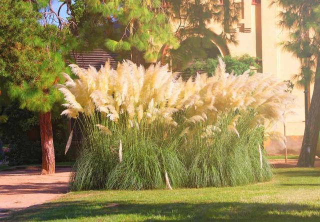 Pflege-Tipps für das Schneiden von Pampasgras im Garten Pflege-Tipps für das Schneiden von Pampasgras im Garten