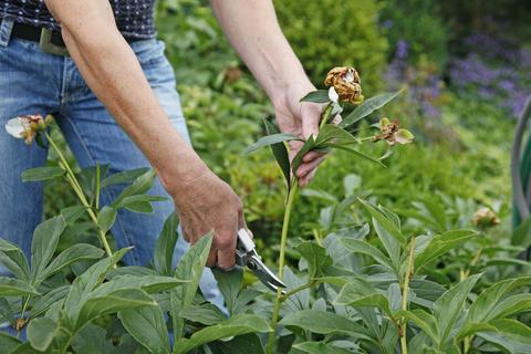 Natürlicher Winterschutz für Pfingstrosen: Warum das Schneiden erst im Frühling sinnvoll ist Natürlicher Winterschutz für Pfingstrosen: Warum das Schneiden erst im Frühling sinnvoll ist