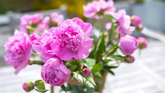 Düngung nach der Blüte: Wie Sie Pfingstrosen mit Kompost oder organischen Düngern unterstützen Düngung nach der Blüte: Wie Sie Pfingstrosen mit Kompost oder organischen Düngern unterstützen