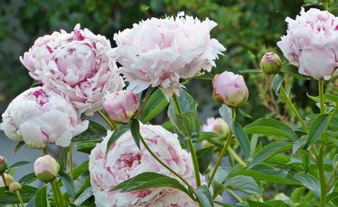 Warum blühen meine Pfingstrosen nicht? Mögliche Ursachen und Lösungen Warum blühen meine Pfingstrosen nicht? Mögliche Ursachen und Lösungen