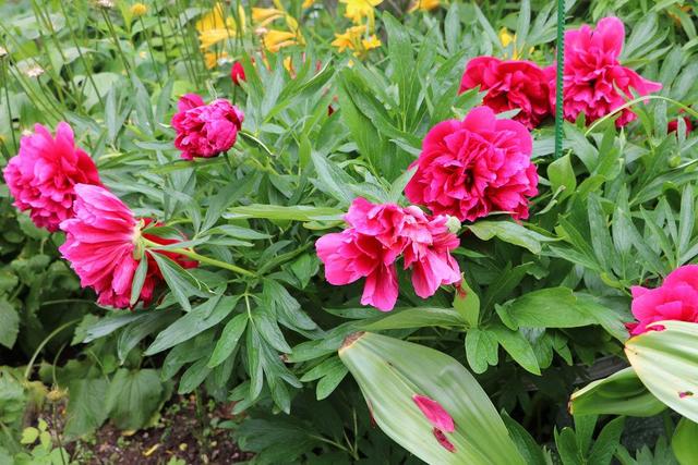 Schnittzeitpunkt für Pfingstrosen: Wann ist der beste Zeitpunkt?