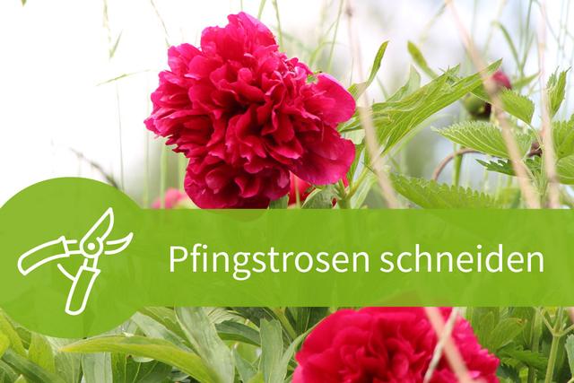 Tipps zum Schneiden von Pfingstrosen: Der optimale Zeitpunkt