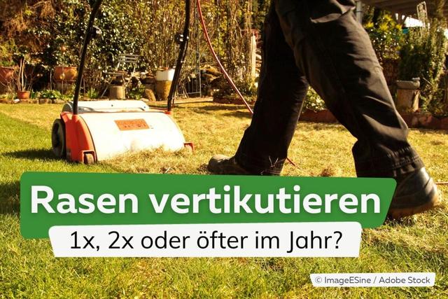 Wann vertikutiert man am besten? Tipps für die richtige Feuchtigkeit in