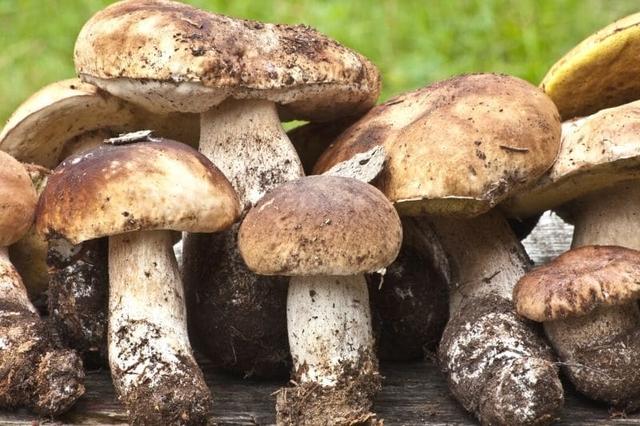 Auf der Suche nach Steinpilzen: Die wichtigsten Informationen Auf der Suche nach Steinpilzen: Die wichtigsten Informationen
