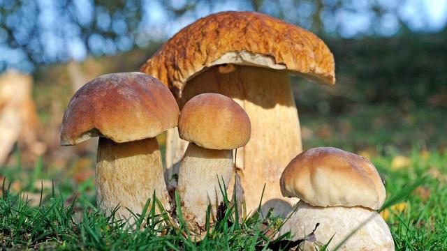 Steinpilze sammeln: Die besten Regionen und Zeiten Steinpilze sammeln: Die besten Regionen und Zeiten