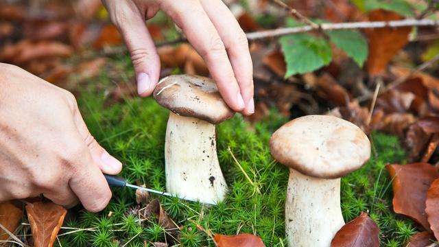 Pilzsaison im Norden: Wann wachsen Steinpilze? Pilzsaison im Norden: Wann wachsen Steinpilze?