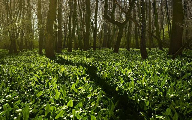 Bärlauch-Saison: Von April bis Mai das Aroma der Natur genießen Bärlauch-Saison: Von April bis Mai das Aroma der Natur genießen