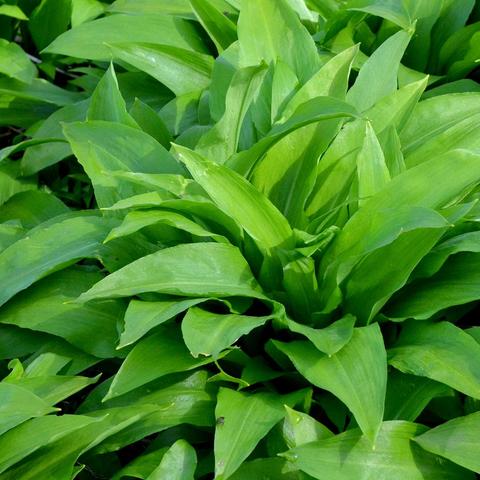 Wann wächst Bärlauch? Die beste Zeit für die Ernte des würzigen Frühlingskrauts Wann wächst Bärlauch? Die beste Zeit für die Ernte des würzigen Frühlingskrauts