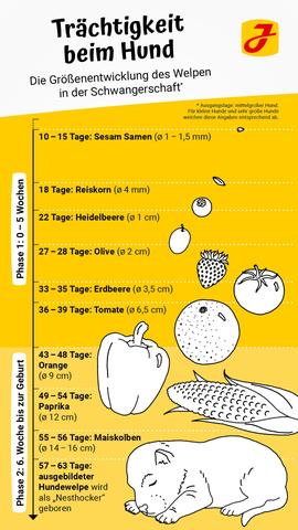 Anzeichen und Veränderungen im Bauch einer trächtigen Hündin Anzeichen und Veränderungen im Bauch einer trächtigen Hündin