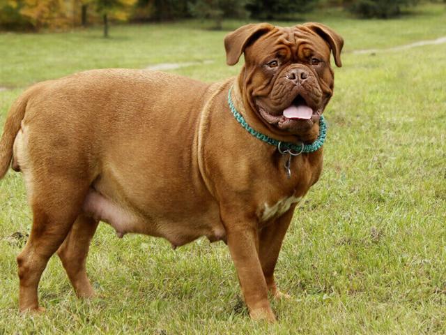 Wie entwickelt sich der Bauch einer trächtigen Hündin? Wie entwickelt sich der Bauch einer trächtigen Hündin?