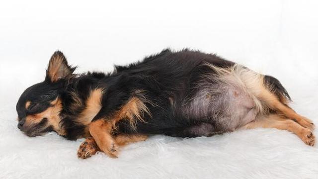 Der Fortschritt des Bauchwachstums bei trächtigen Hündinnen Der Fortschritt des Bauchwachstums bei trächtigen Hündinnen